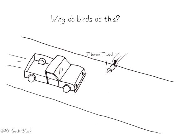 A bird tries to run across the road to beat an oncoming truck. "Why do birds do this?"