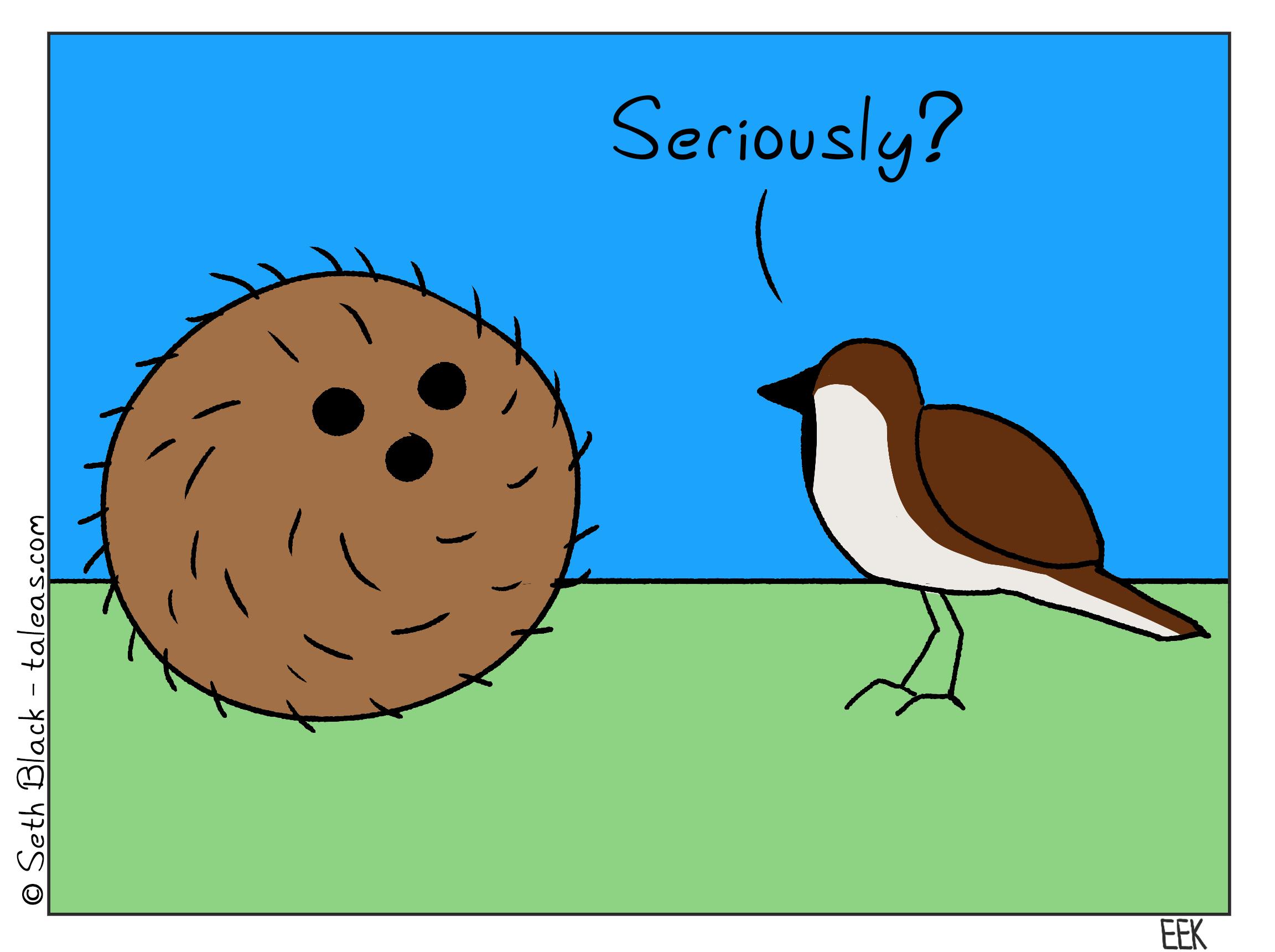 A swallow looks at a coconut and asks, "Seriously?"